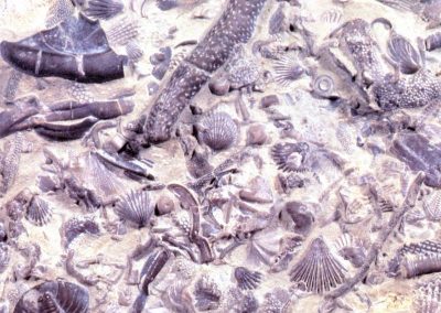 Fossil Graveyard