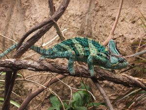 Veiled Chameleon