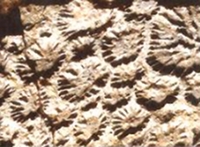 Fossilized Dinosaur Skin